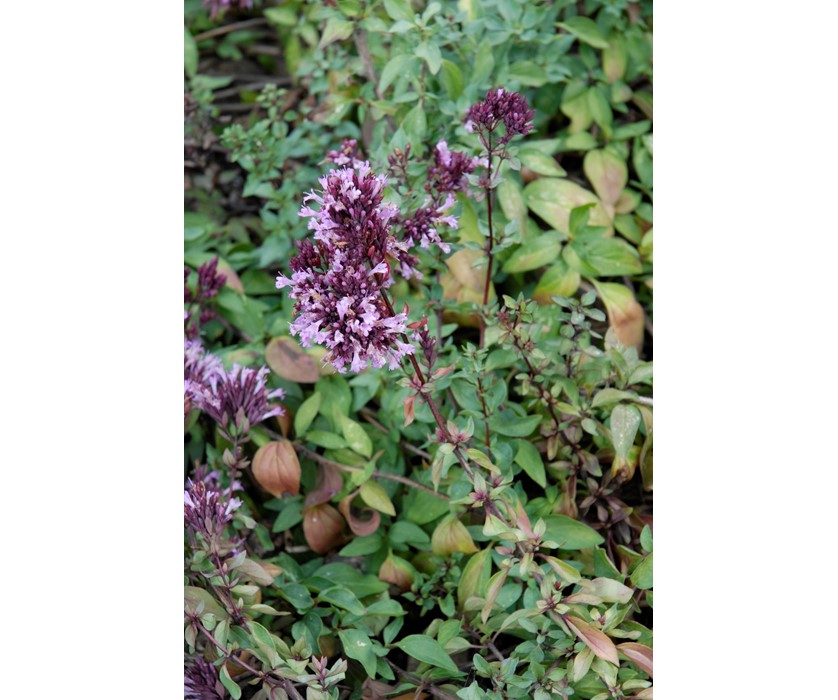 Purple Ornamental Oregano